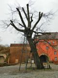 Tilia cordata. Старое дерево (более 500 лет). Германия, Берлин, округ Шпандау. Январь 2015 г.