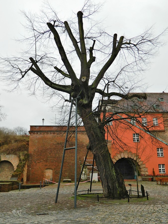 Image of Tilia cordata specimen.