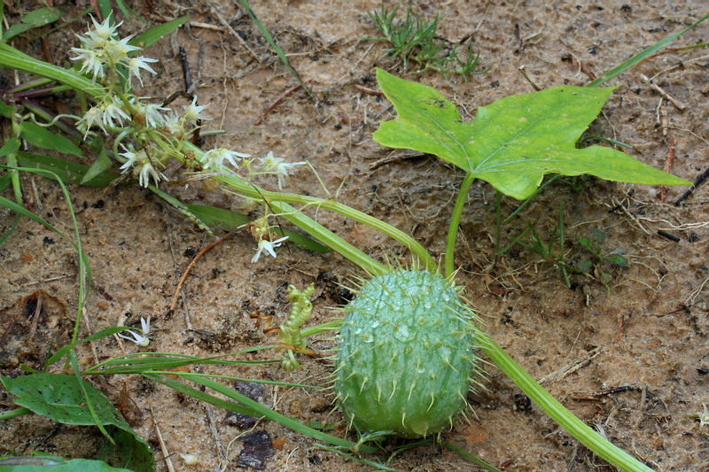 Image of Echinocystis lobata specimen.