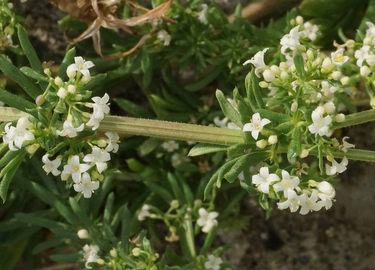Изображение особи Galium humifusum.
