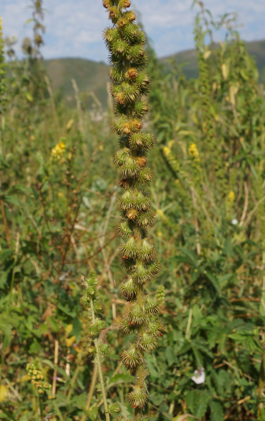 Изображение особи Agrimonia asiatica.