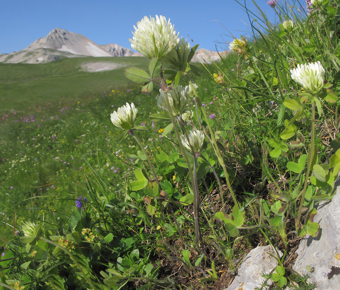 Изображение особи Trifolium canescens.