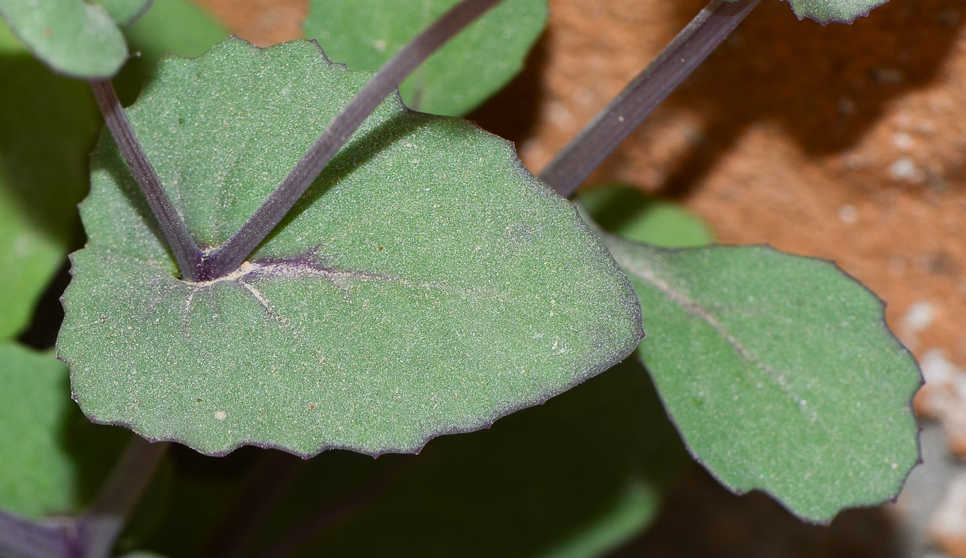 Image of Senecio flavus specimen.