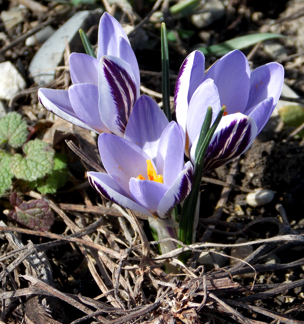 Изображение особи Crocus reticulatus.