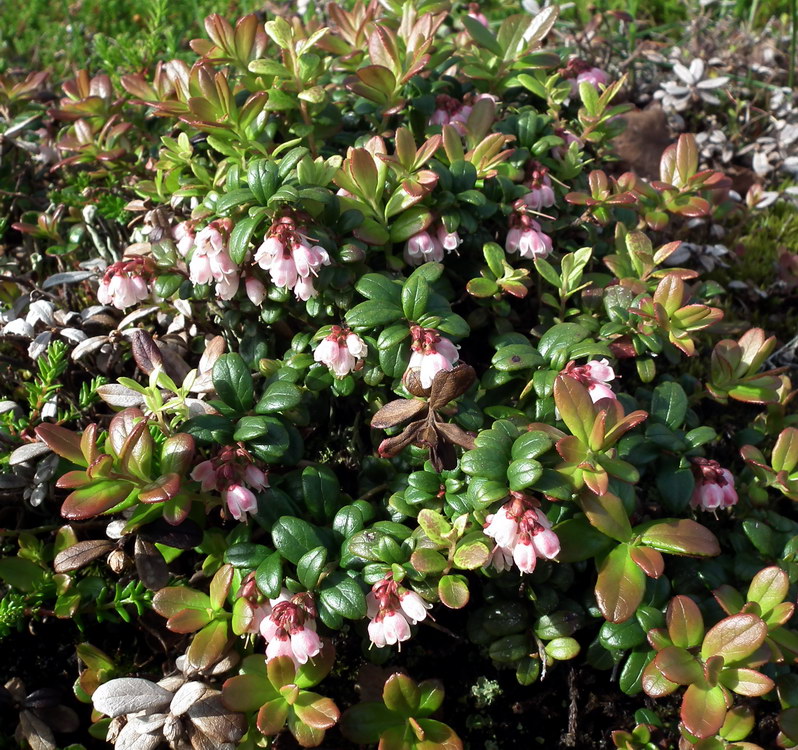 Image of Vaccinium vitis-idaea var. minus specimen.