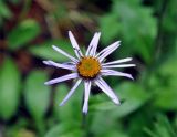 Erigeron flaccidus. Соцветие. Бурятия, Окинский р-н, долина р. Аршан, ≈ 1700 м н.у.м., опушка хвойного леса у верхней его границы. 10.07.2015.