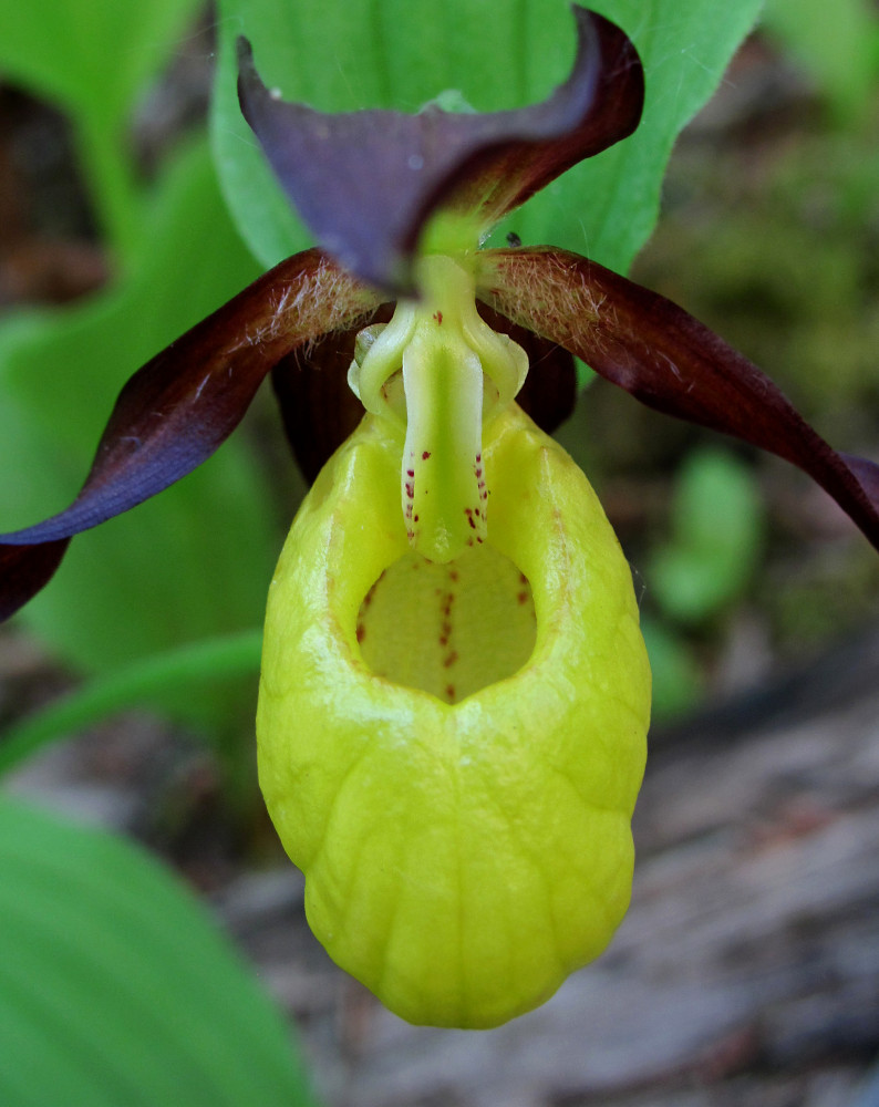 Image of Cypripedium calceolus specimen.