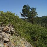 Juniperus sabina. Заросли растений с незрелыми шишкоягодами на скале. Восточный Казахстан, Кокпектинский р-н, 25 км в горы от с. Пантелеймоновка, 1000 м н.у.м., каменистая сопка. 17.07.2015.