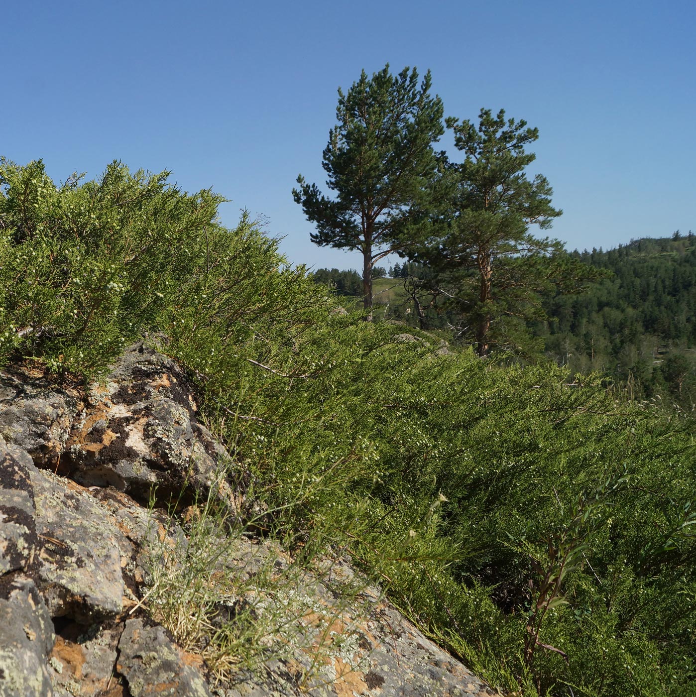 Изображение особи Juniperus sabina.