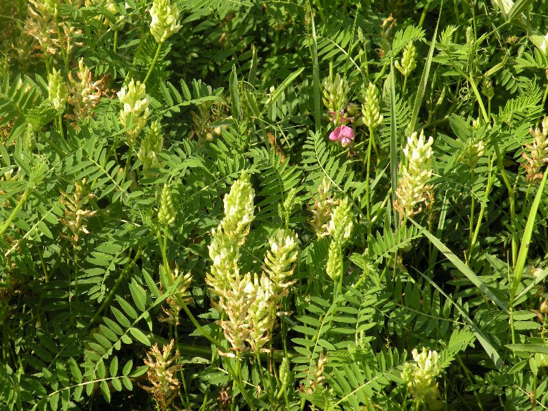 Image of Astragalus cicer specimen.