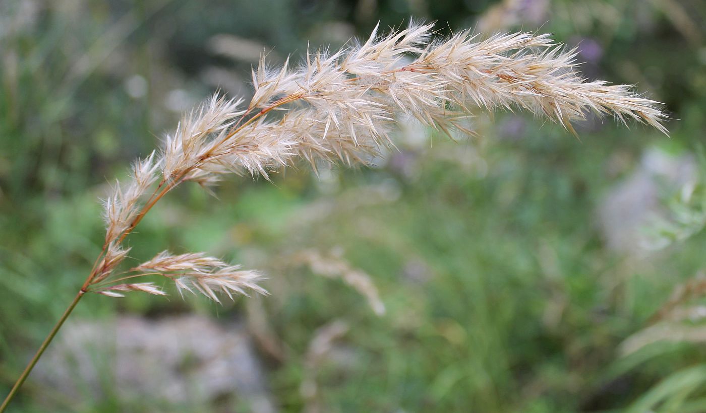 Image of Trisetum rigidum specimen.