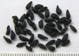 Ixiolirion montanum
