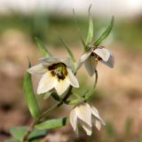 Rhinopetalum bucharicum