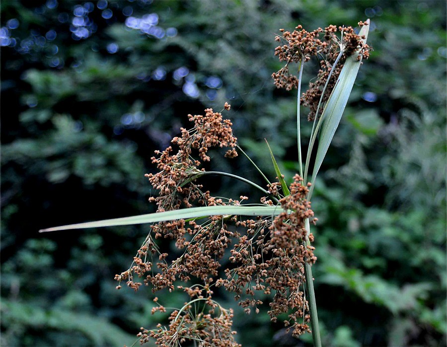 Изображение особи Scirpus asiaticus.