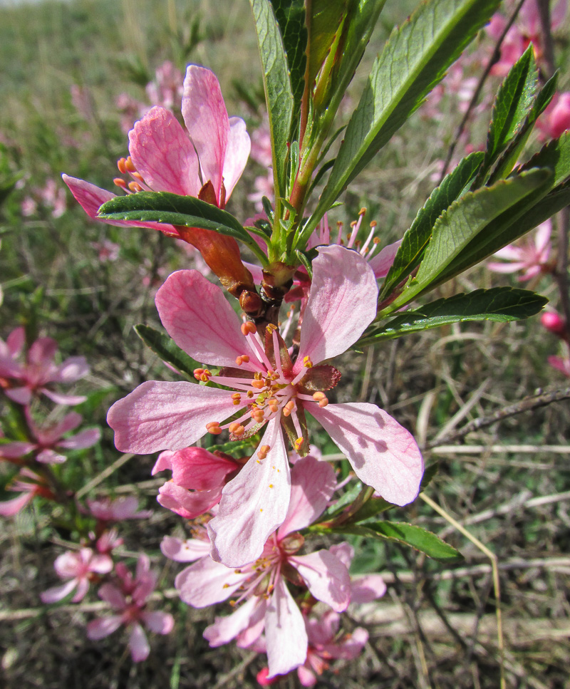 Изображение особи Amygdalus nana.