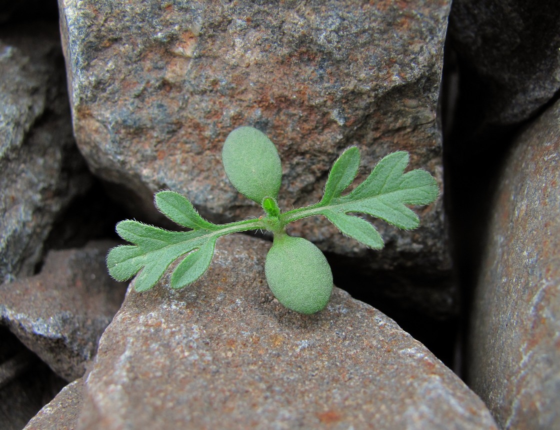 Изображение особи Ambrosia artemisiifolia.