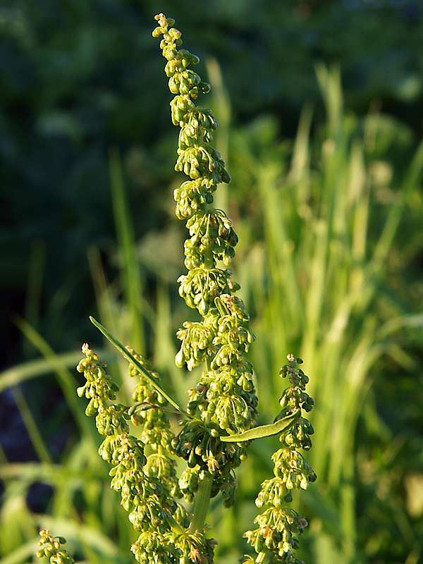 Изображение особи Rumex crispus.