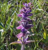 Ajuga orientalis