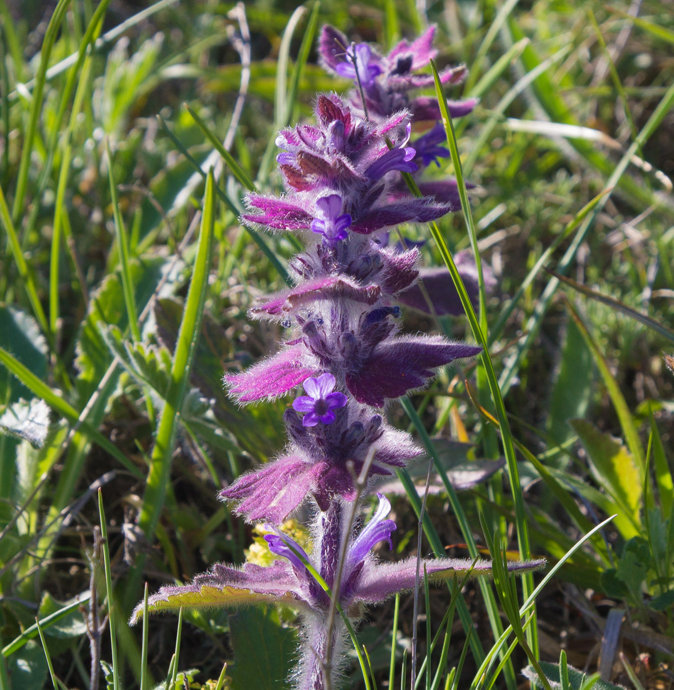Image of Ajuga orientalis specimen.