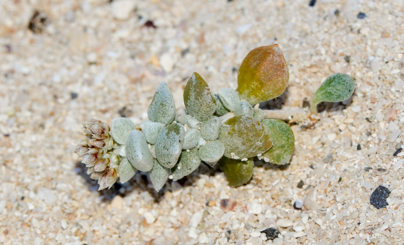Image of Polycarpaea nivea specimen.