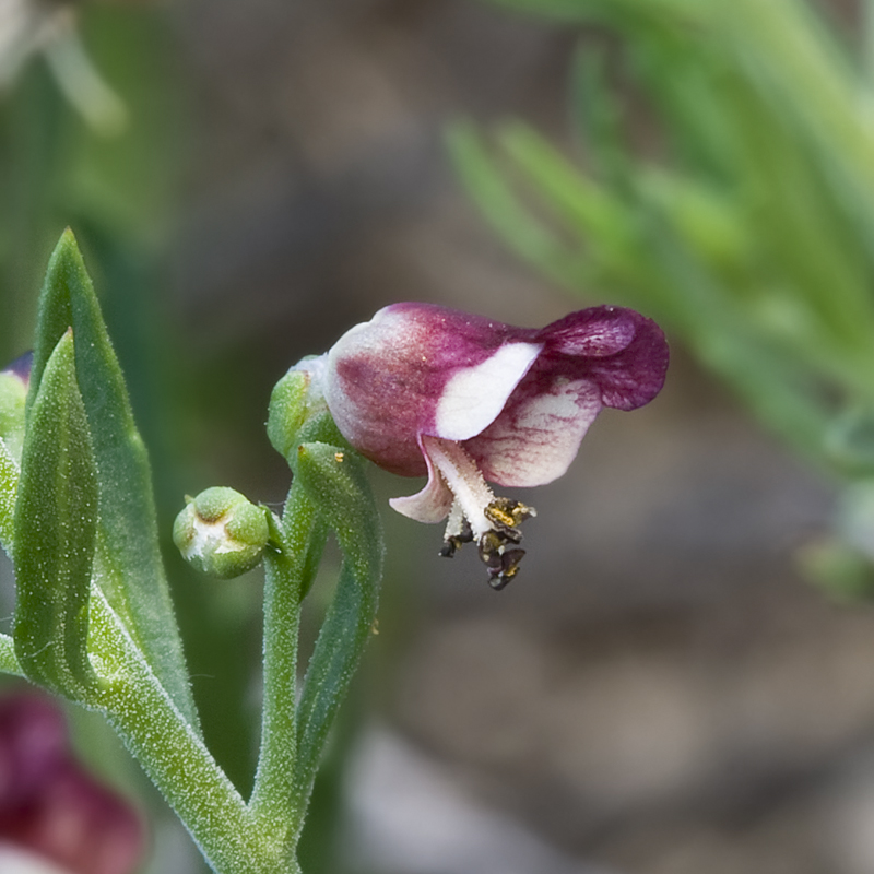 Изображение особи Scrophularia cretacea.