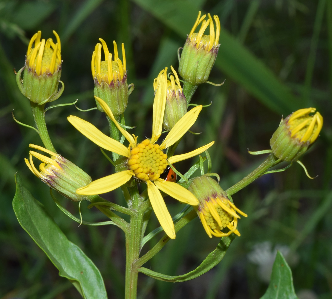 Image of Senecio racemulifer specimen.
