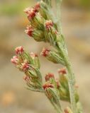 Artemisia nitrosa