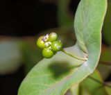 Lonicera dioica