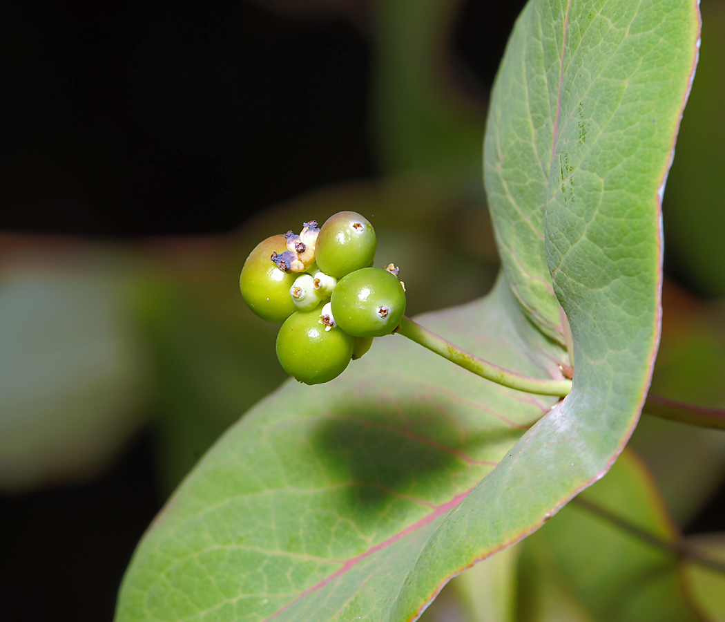 Изображение особи Lonicera dioica.