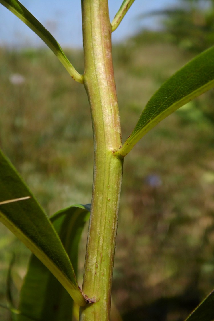 Image of Solidago gigantea specimen.