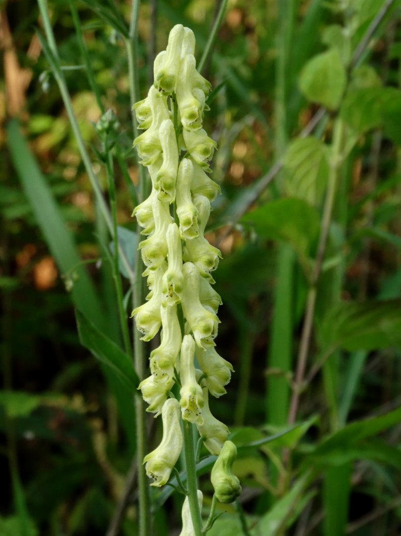 Изображение особи Aconitum kirinense.