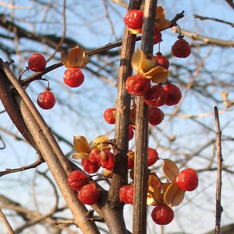 Изображение особи Celastrus orbiculata.