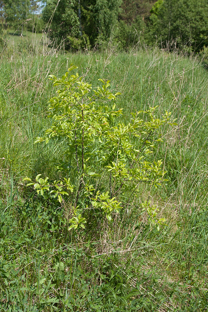 Изображение особи Rhamnus cathartica.