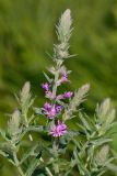 Lythrum salicaria