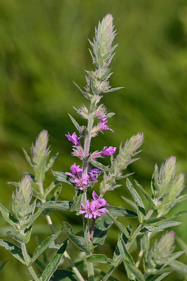 Image of Lythrum salicaria specimen.