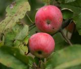 Malus domestica. Созревающие плоды и листья, приобретающие осеннюю окраску. Московская обл., Раменский р-н, окр. дер. Хрипань, садовый участок. 31.08.2016.
