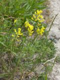 Lathyrus pratensis