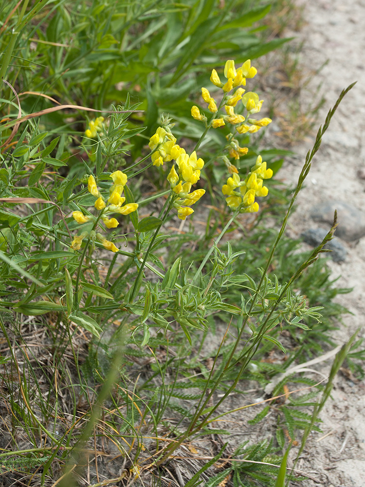 Изображение особи Lathyrus pratensis.