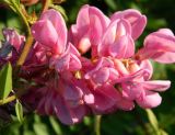 genus Robinia