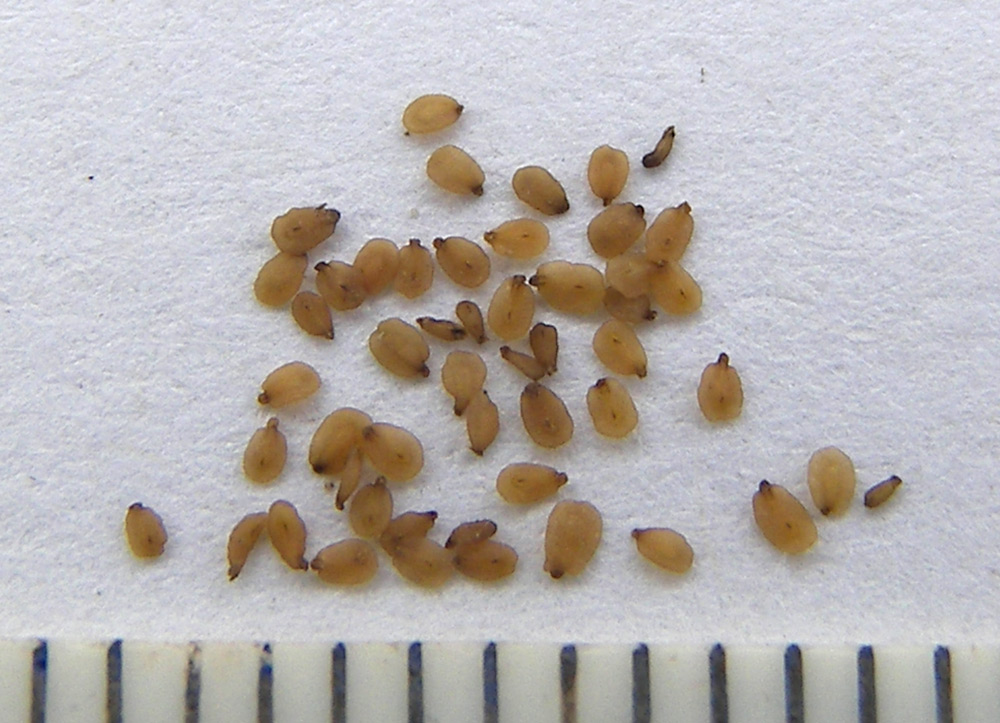 Изображение особи Paederotella teberdensis.