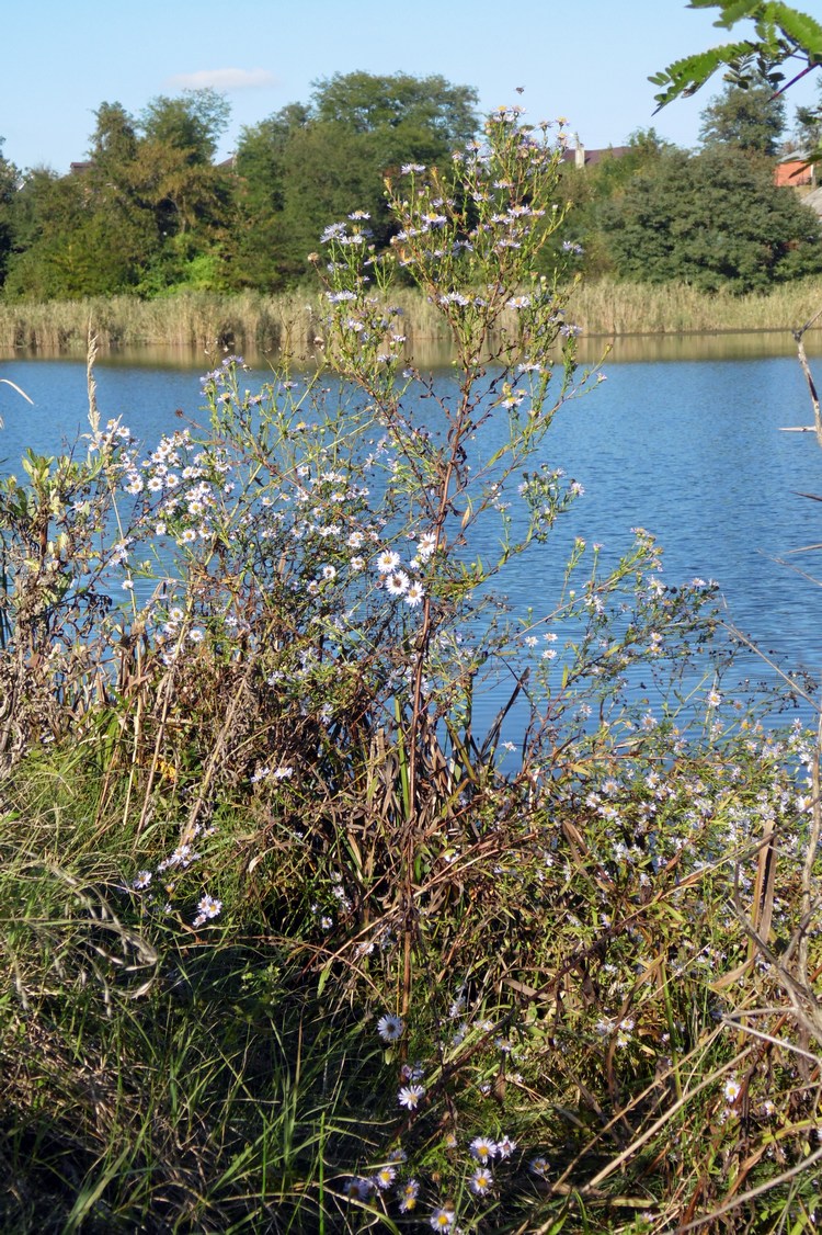 Image of Symphyotrichum &times; versicolor specimen.