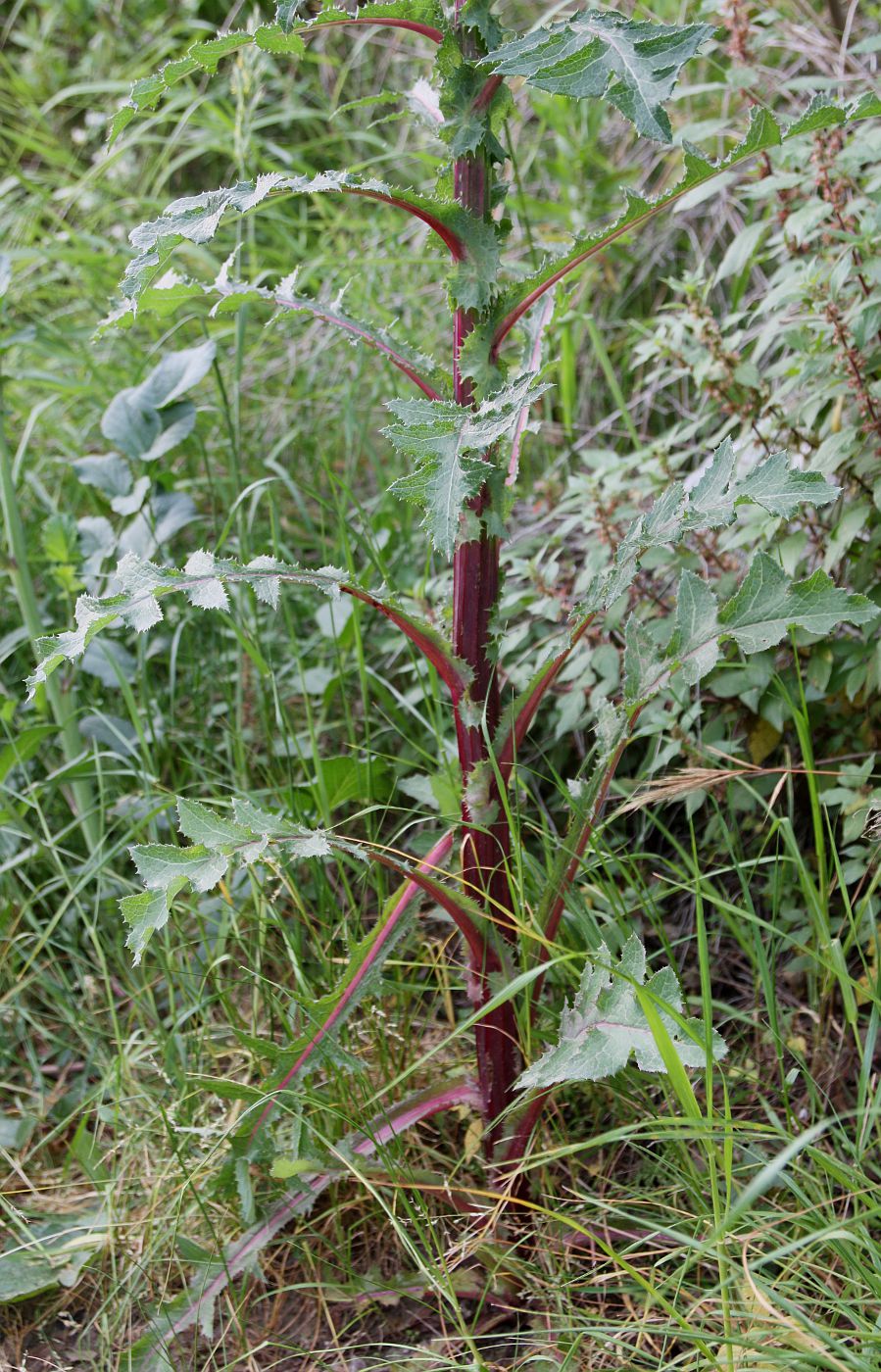 Image of Sonchus asper specimen.