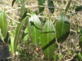 Ligustrum vulgare