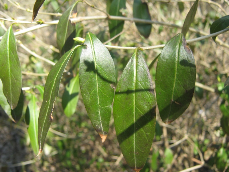 Изображение особи Ligustrum vulgare.