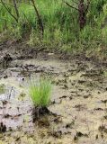 Carex appendiculata