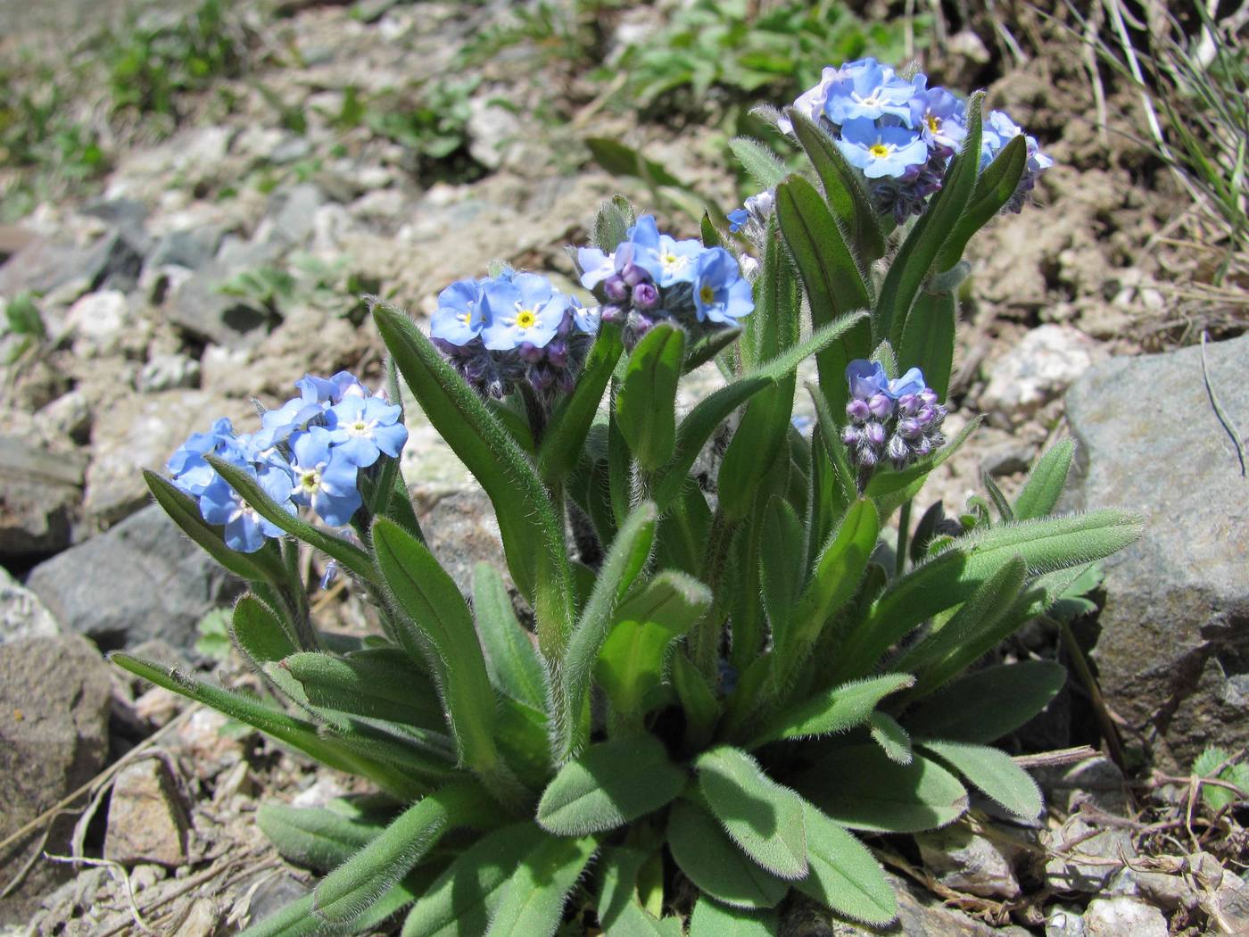 Image of Myosotis asiatica specimen.