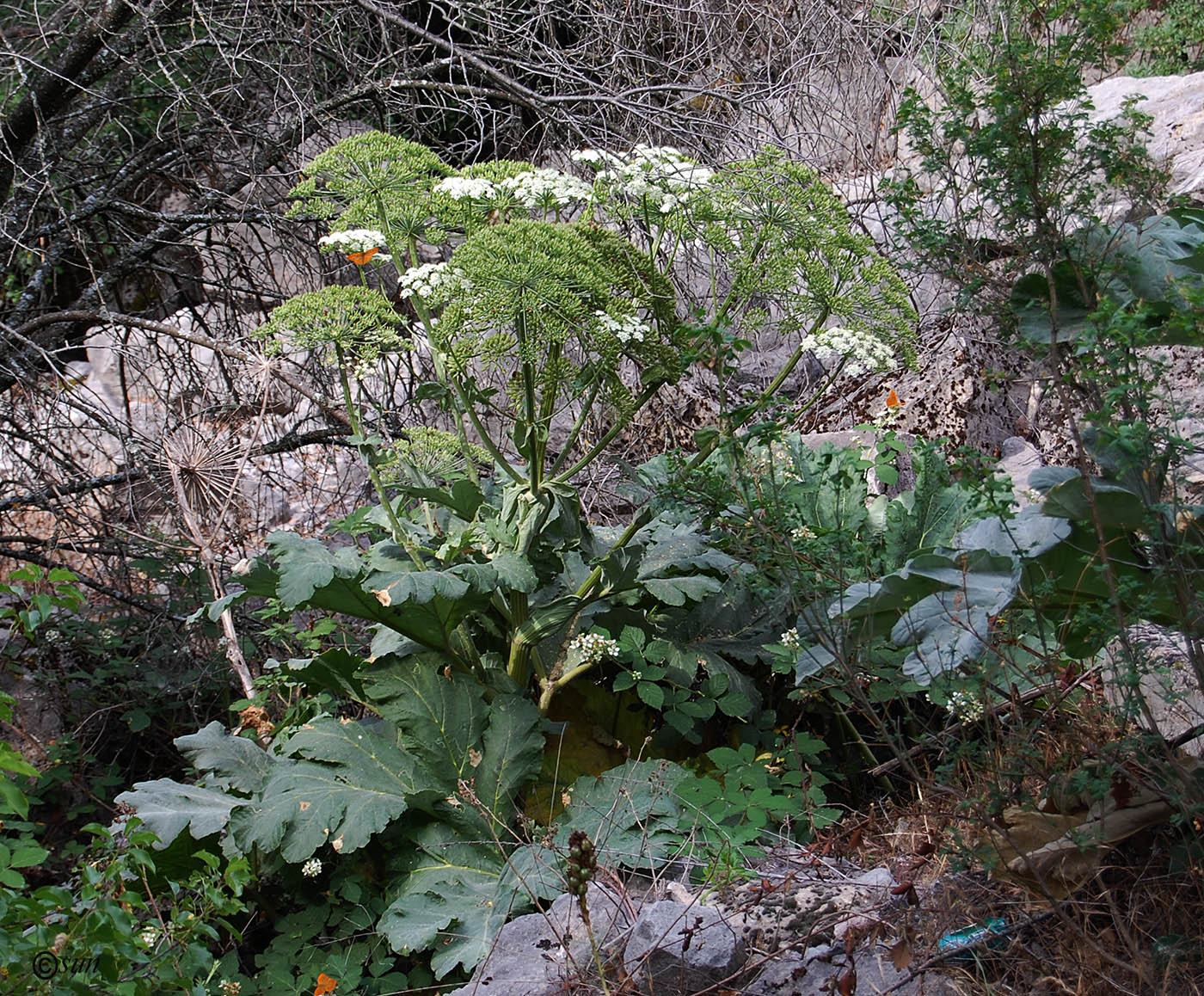 Image of Heracleum stevenii specimen.