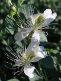 Capparis herbacea