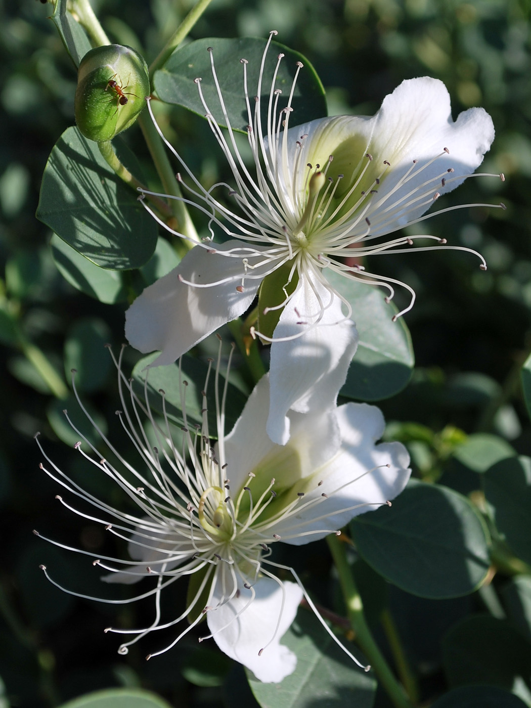 Изображение особи Capparis herbacea.