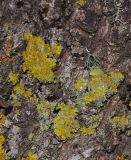 Xanthoria parietina. Талломы с апотециями на стволе Quercus boissieri. Израиль, Голанские высоты, северная часть горной гряды Хазка, гора Куртам, выс. 1100 м н. у. м. 19.05.2016.